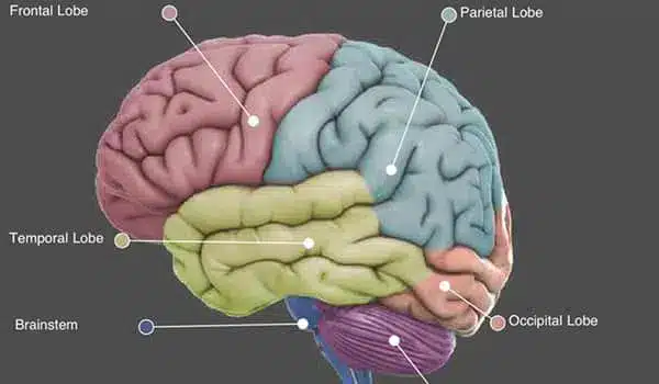 Meditação - Mudanças em nível cerebral