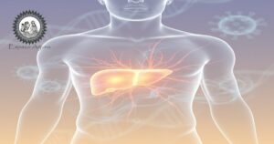 Ilustração do fígado e conceitos ayurvédicos relacionados a pitta na hepatite C crônica.