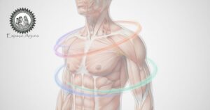 Ilustração do ombro destacando o manguito rotador e estruturas envolvidas