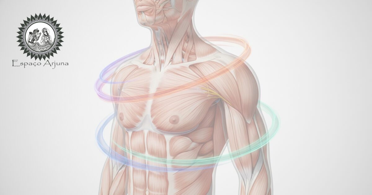 Ilustração do ombro destacando o manguito rotador e estruturas envolvidas